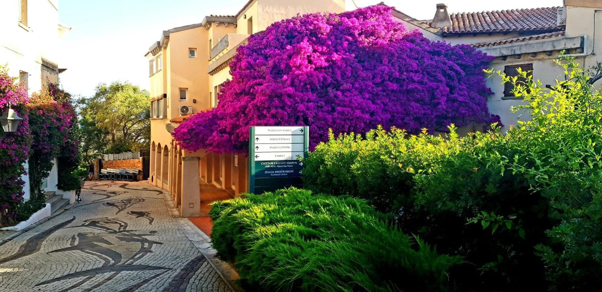 Residence Bouganville Porto Rotondo Eksteriør billede